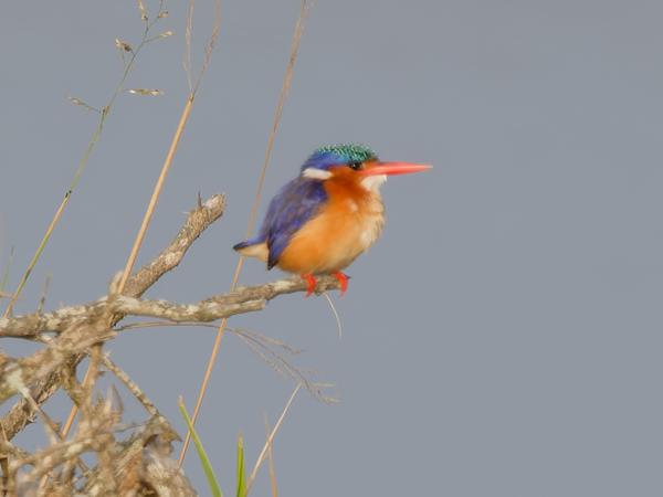 Malachite kingfisher (Corythornis cristatus)